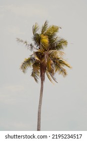 A Tall Coconut Tree, Travel To Asia