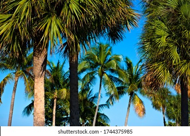 Tall Cocos nucifera coconut palm tree and Roystonea regia Royal palm vibrant green tropical plant leaves hanging and trunks growing in Miami Beach south Florida outdoor garden park with clear blue sky