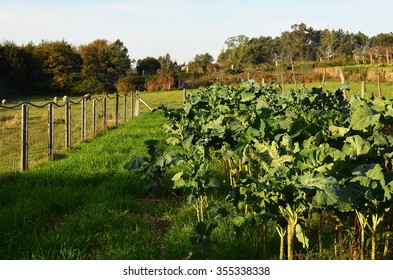 Tall Collard Field In Portugal