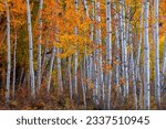 Tall colorful autumn trees in Utah countryside during autumn time.