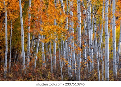 Tall colorful autumn trees in Utah countryside during autumn time. - Powered by Shutterstock