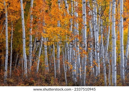 Tall colorful autumn trees in Utah countryside during autumn time.
