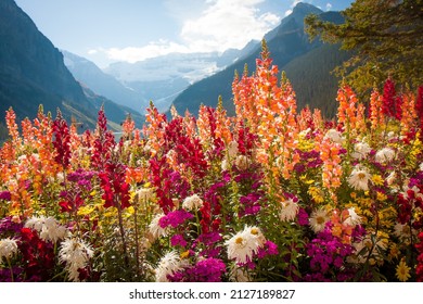 Tall colorful wild flowers in front of mountain range outlook in Banff National Park Canada