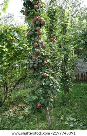 tall columnar apple tree with red apples in the garden - a convenient option for small gardens and orchards.