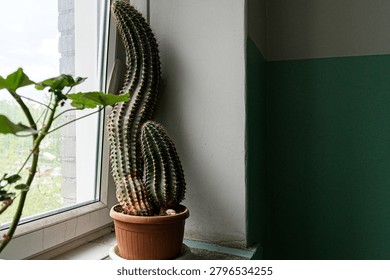 tall columnar cactus with multiple stems sits in terracotta pot on windowsill. leafy green plant peeks from left, against backdrop of green-painted wall and daylight
