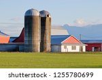 Tall, concrete grain silos standing beside farm buildings in a rural area. 