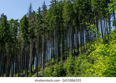 Tall conifer trees growing vertically on a sharply inclined hillside.