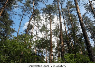 tall coniferous pine trees in the forest.  against the background of the sky.  bottom view .  forest on a summer day