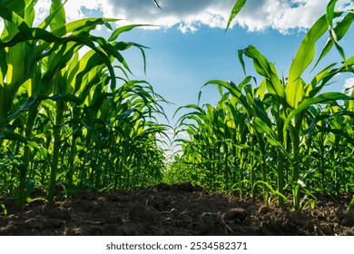 Tall corn stalks stretch towards a clear blue sky, thriving in fertile soil. The sun shines brightly, highlighting the vibrant green leaves in the expansive field.