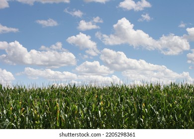 Tall Cornstalks Against A Blue Sky With Cotton Ball Clouds