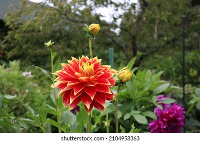 Tall Dahlia variety Maxim variety with very elegant festive inflorescences: red coral petals with a golden border and pointed ends. - Shutterstock ID 2104958363
