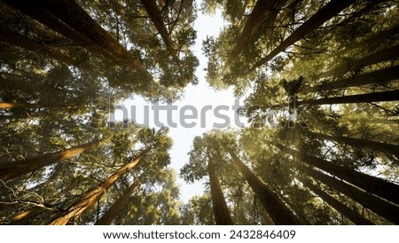 Tall dark trees are silhouetted against the pale blue sky, their pointed tops diverge. The thin tops of perennial pines stretch to the sky, to the bright spring sun. The trees are swaying