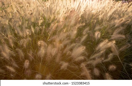 Tall Decorative Grass Calamagrostis Karl Foerster Shoot At Sunset