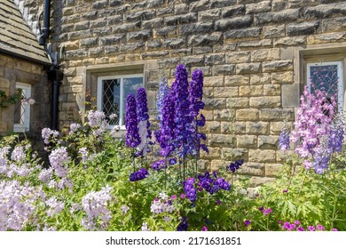 Tall Delphinium And Campanula Flowering Plants In A Cottage Garden.