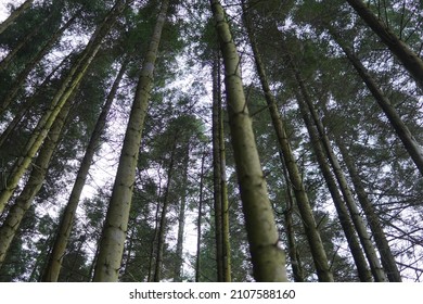 Tall dense forest of Pine trees, looking up towards the sky. The perfect image for environmentalism or environment sustainability campaigns or brands. 2022 HD high definition shot on Sony A7RIII DSLR.