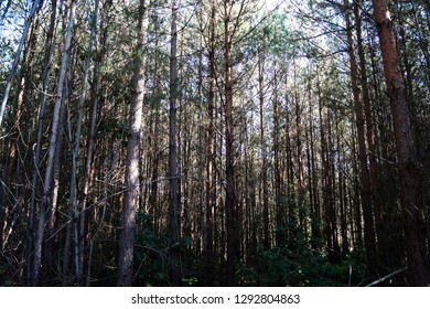 Tall dense thin trees in a forest
