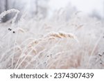Tall dried crops under the snow. Winter season, snow lies on dried grass. Under the weight of snow, the grass bent down. Cold weather. Low temperature. 