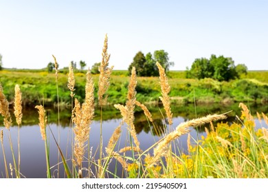 Tall Dry Grass By The River