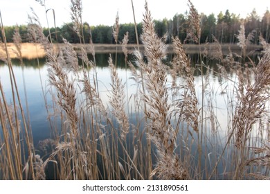 Tall Dry Grass Growing By The Pond In The Forest