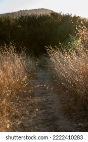 Tall Dry Grass Path Scenery Sunset Golden