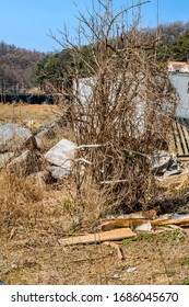 Tall Dry Leafless Tree In Front Of Metal Storage Shed At Construction Site.