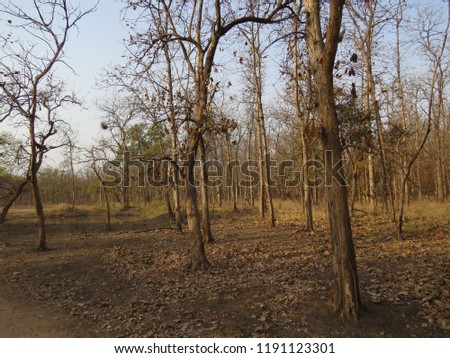 where are tropical deciduous forests found in india