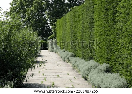 Tall English yew hedge by a stone footpath is a summer garden .