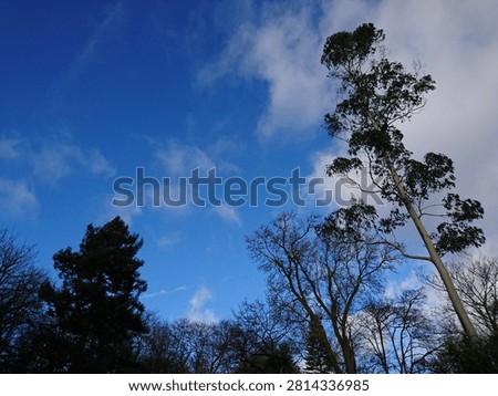 Tall eucalyptus tree branches reaching up towards a bright blue sky.