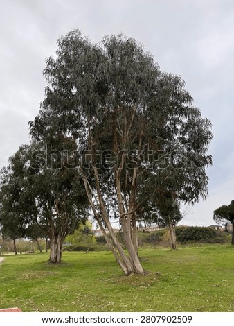A tall eucalyptus tree stands in a grassy area under a cloudy sky.