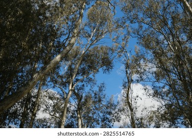 Tall eucalyptus tree trunks reaching upward toward a bright blue sky with white clouds.