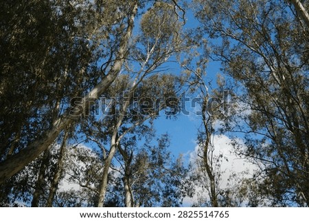 Tall eucalyptus tree trunks reaching upward toward a bright blue sky with white clouds.
