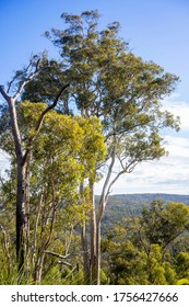 Tall Eucalyptus Trees At Top Of Hill In Australian Bush