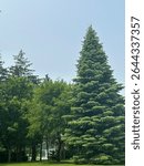 Tall evergreen, maple trees and others at Gage Park, Hamilton, Ontario. 