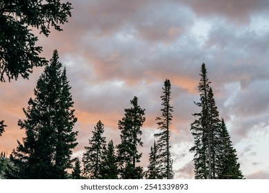 Tall evergreen trees against colorful sunset sky with clouds - Powered by Shutterstock