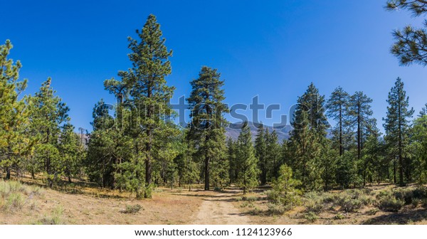 Tall Evergreen Trees Stand Meadow High Stock Photo Edit Now 1124123966