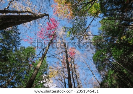 Tall fall trees at Lye Brook Hollow in Manchester, VT, USA on a sunny afternoon, showing different color fall leaves