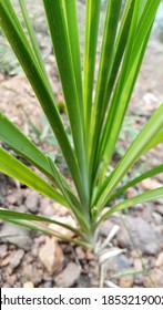 Tall Fescue Grass With Green Leaves 