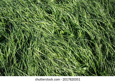 Tall Fescue is a perennial grass with seed-heads, growing up to 1.5 m tall, found in lowland pasture and waste areas. Tolerant of wet soils yet withstands drought and grass grubs well. 