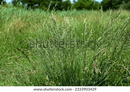 Tall Fescue is a perennial grass with seed-heads, growing up to 1.5 m tall, found in lowland pasture and waste areas. Tolerant of wet soils yet withstands drought and grass grubs well.