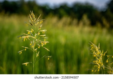 Tall Fescue With Spikelets In An Open Pasture.