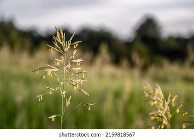 Tall Fescue With Spikelets In An Open Pasture.