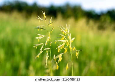 Tall Fescue With Spikelets In An Open Pasture.