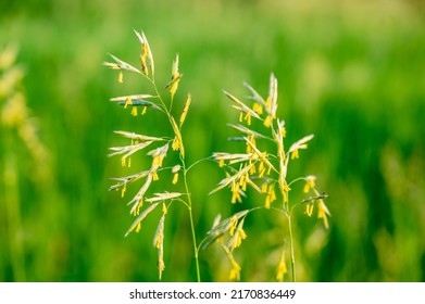 Tall Fescue With Spikelets In An Open Pasture.