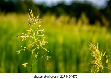 Tall Fescue With Spikelets In An Open Pasture.