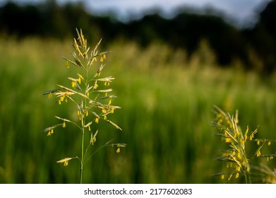 Tall Fescue With Spikelets In An Open Pasture.