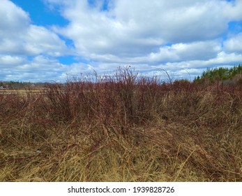 Tall fields of grass with dense, thick, evergreen forests, and berry bushes growing off the side of the road. This patch of remote paradise is located in Nova Scotia, Canada.