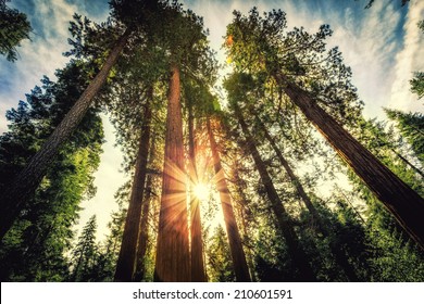 Tall Forest van Sequoias, Yosemite National Park, Californië