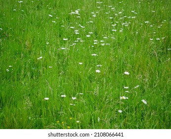 Tall fresh green meadow with wildflowers and wild herbs. The white flowers of the magarites are the visual eye-catcher. The image is ideal to use as a background with plenty of copy space