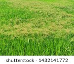 tall fringe rush, sedge weed in paddy field