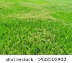 tall fringe rush, sedge weed in paddy field